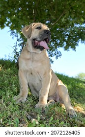 The Burbul Is South African, The Breed Is The Ancestor Of Mastiffs, And Also Represents The African Line Of Moloss Oids.Homeland - Africa, The Burbul Is A Large, Very Muscular Dog.