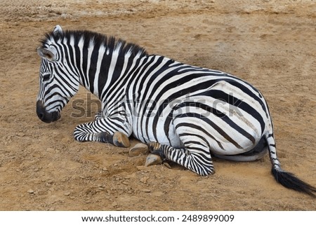 The burchell zebra is rest and sitdown in dry floor at garden