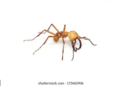 Burchell's Army Ant (Eciton Burchellii)