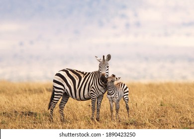 Burchell's or Plains Zebra in Tanzania