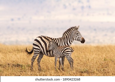 Burchell's or Plains Zebra in Tanzania