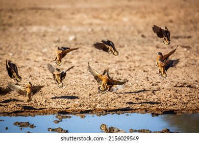 Burchell's Sandgrouse Flock Landing At Waterhole In Kgalagadi Transfrontier Park, South Africa; Specie Pterocles Burchelli Family Of Pteroclidae