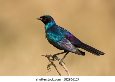 Burchells Starling