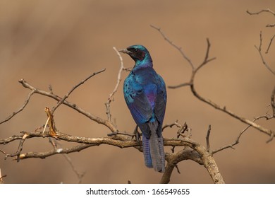 Burchells Starling In Kruger National Park