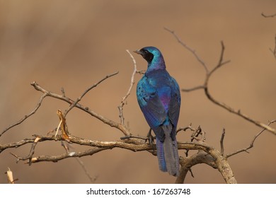 Burchells Starling In Kruger National Park