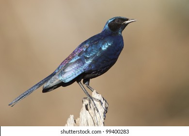 Burchells Starling (Lamprotornis Australis), South Africa