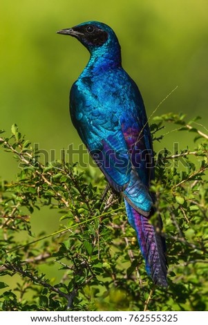 Similar – Foto Bild Schönheit in Blau Pfau