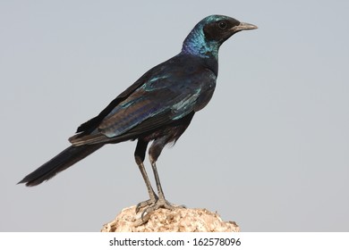 Burchells Starling, South Africa