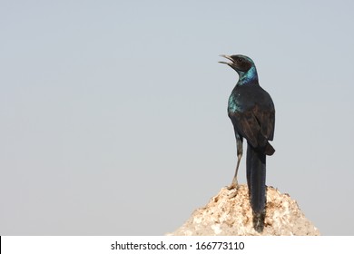 Burchells Starling, South Africa