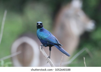 Burchells Starling (waterbuck Backgound)