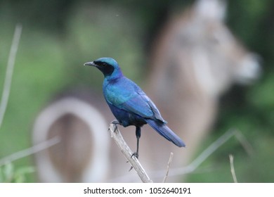 Burchells Starling (waterbuck Backgound)