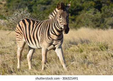 Burchells Zebra 