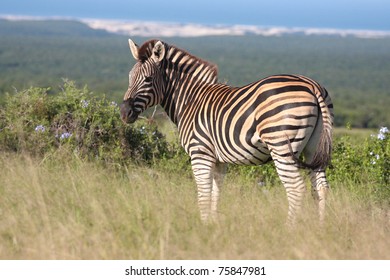 Burchells Zebra In The Addo Elephant Park, South Africa