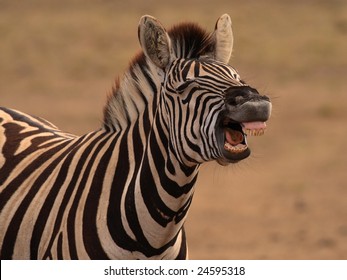 Burchells Zebra (Equus Burchellii) Showing Flehmen Response (pheremone Detection With Jacobsons Organ)