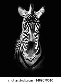 Burchell's zebra (Equus quagga burchellii)
