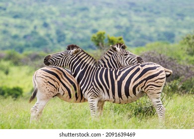 Burchell's Zebra Heard In The Green Plains Of Hluhluwe-umfolozi National Park South Africa