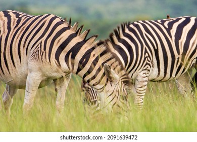 Burchell's Zebra Heard In The Green Plains Of Hluhluwe-umfolozi National Park South Africa