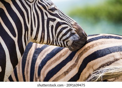 Burchell's Zebra Heard In The Green Plains Of Hluhluwe-umfolozi National Park South Africa