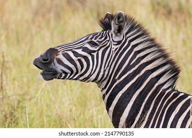 A Burchells Zebra Profile In The Wild.