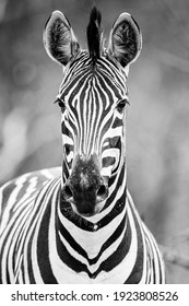 Burchell's zebra in the savannah grasslands of Africa