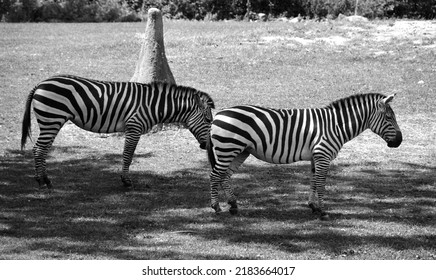 Burchell's Zebra Is A Southern Subspecies Of The Plains Zebra.