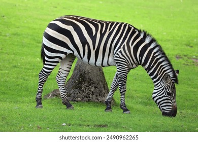 Burchell's zebra is a southern subspecies of the plains zebra. It is named after the British explorer William John Burchell. Common names include bontequagga, Damara zebra and Zululand zebra  - Powered by Shutterstock