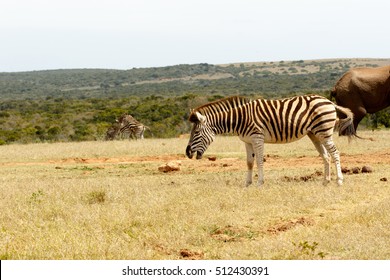 Burchell's Zebra Is A Southern Subspecies Of The Plains Zebra. It Is Named After The British Explorer And Naturalist William John Burchell.