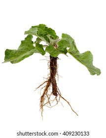 Burdock (Arctium lappa) on white background. Medicinal herb 