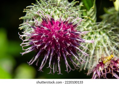 Burdock is a biennial plant of the aster family. Eurasian species introduced to North America as a weed. It has limited use as a honey-bearing - Shutterstock ID 2220100133