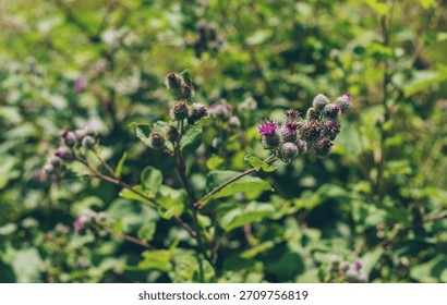 Burdock grows in the field. Selective focus. nature.