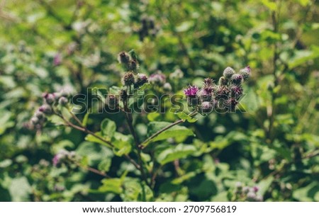Burdock grows in the field. Selective focus. nature.