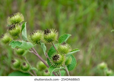 Burdock plants display distinctive green seed pods along their stems, thriving in a grassy area under clear skies during the day, showcasing nature's intricate details. - Powered by Shutterstock