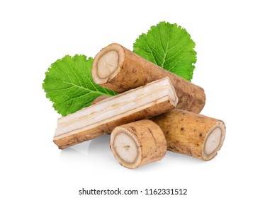 burdock roots or kobo with green leaf isolated on white background