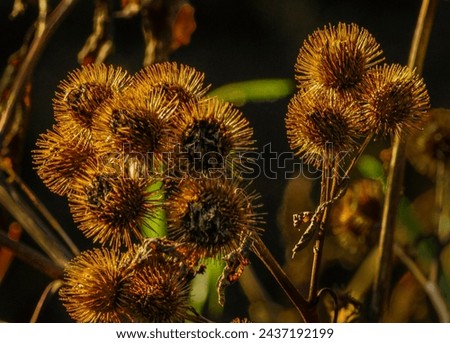 Burdock seed heads in autumn at the Five Rivers Environmental Center in  Delmar, New York