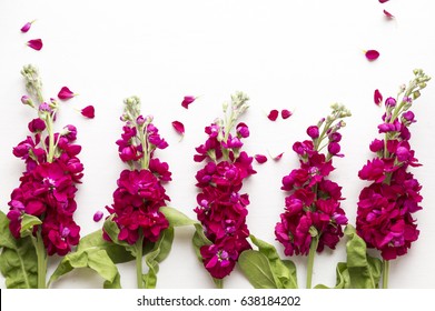 Burgandy stock flowers