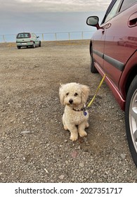 Burgas, Bulgaria - 6. August 2021: A Small White Dog (bolognese), Whose Leash Is Clamped With The Car Door Closed, Waiting In A Parking Lot By The Sea;  Burgas Beach In The Background