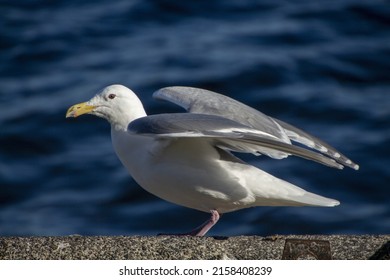 A Burgomaster Seagull Perched In The Sun