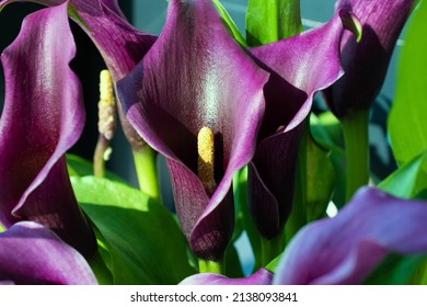 Burgundy blooming spring calla lilies in a pot - Shutterstock ID 2138093841