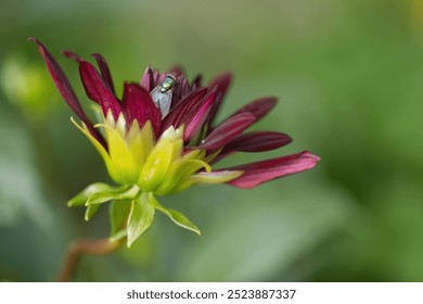 burgundy bud with a fly, fly on a red flower, green fly, insect on burgundy flower, flower just opening, close-up insect on flower - Powered by Shutterstock