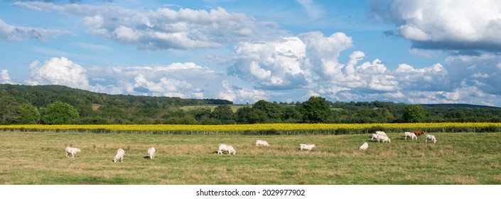 Burgundy Countryside  Landscape Of French Morvan With White Cows And Sunflowers Under Blue Sky With Clouds