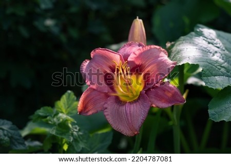 burgundy flowers of purple daylily Daring Deception close-up in the garden. Natural natural background of flowers. Copy space