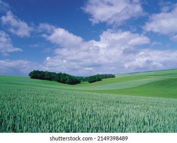 Burgundy, France - June 1, 2006: Summer View Of Green Wheat Field Against Forest On The Hill And Land Horizon In The Background
