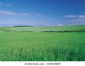 Burgundy, France - June 1, 2006: Summer View Of Green Barley Field Against Forest On The Hill And Land Horizon In The Background
