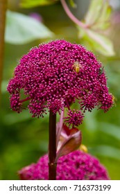 58 Giant angelica Images, Stock Photos & Vectors | Shutterstock