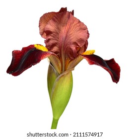 2,058 Burgundy iris Images, Stock Photos & Vectors | Shutterstock