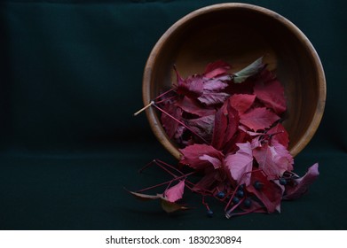 Burgundy leaves of wild grapes in a wooden bowl on a dark background of malachite color. Maroon, ruby ​​burgundy, red burgundy, bright burgundy