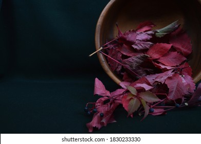 Burgundy leaves of wild grapes in a wooden bowl on a dark background of malachite color. Maroon, ruby ​​burgundy, red burgundy, bright burgundy. Autumn. 
