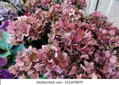 Burgundy Lettuce In The Garden. Agriculture Concept, Cultivated Plants, Farmers Season