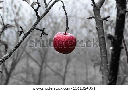 Burgundy red apple on the tree branch in the late autumn. Black-and-white image with a bold splash of color highlighting part of the scene. Apple of temptation. Symbol of sin. Snow white tale.