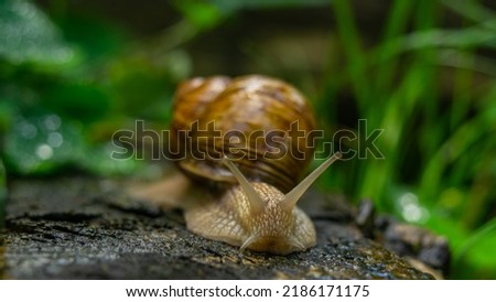 Similar – snail in moss Nature Grass